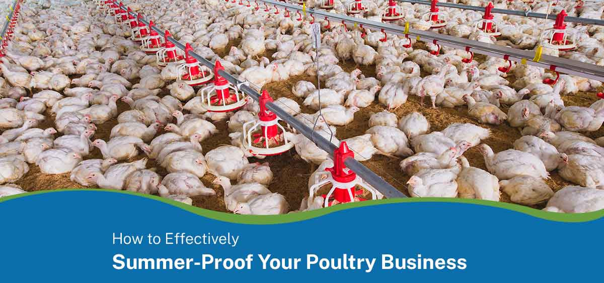 How to Effectively Summer-Proof Your Poultry Business