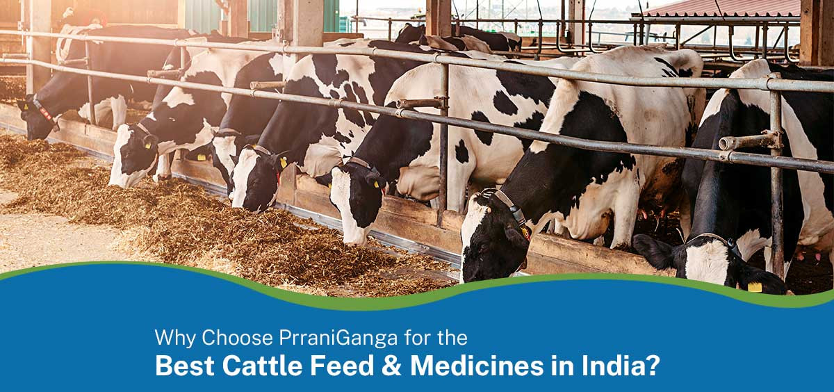 Why Choose PrraniGanga for the Best Cattle Feed & Medicines in India?