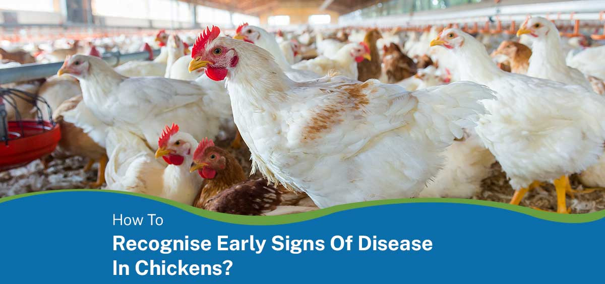 How to recognise early signs of disease in chickens?
