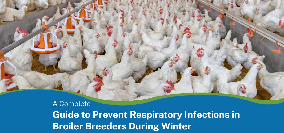 A Complete Guide to Prevent Respiratory Infections in Broiler Breeders During Winter