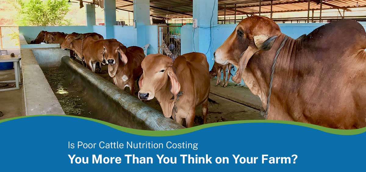 Is Poor Cattle Nutrition Costing You More Than You Think on Your Farm?